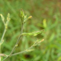 Rhinacanthus flavovirens Amaras. & Wijes.